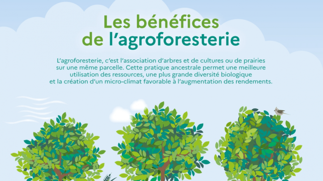 Infographie - Les Bénéfices De L'agroforesterie | Ministère De L ...